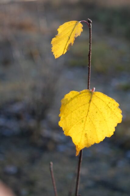 Oktober 2025 till januari 2026