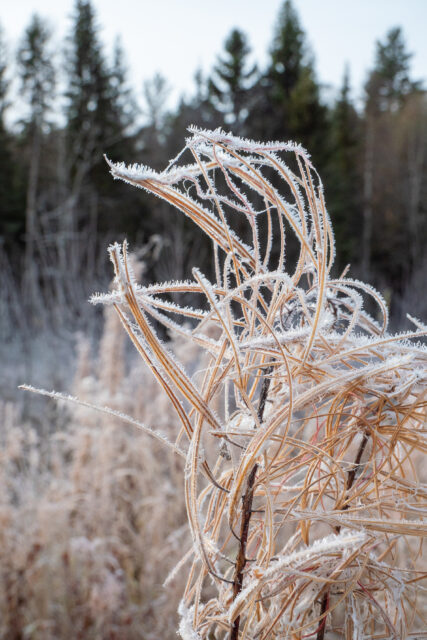 Februari till maj 2026